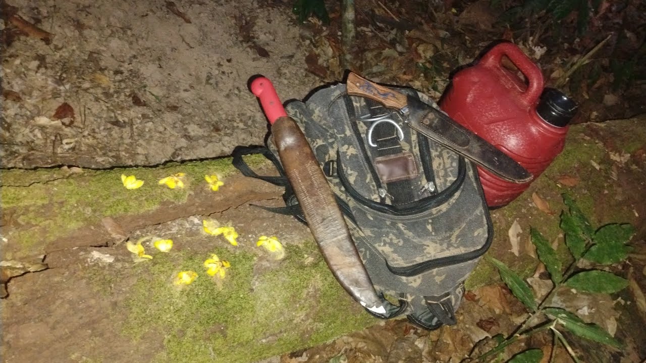 Esperando paca na flor do pequi, eu nunca vir tanta paca desse jeito.