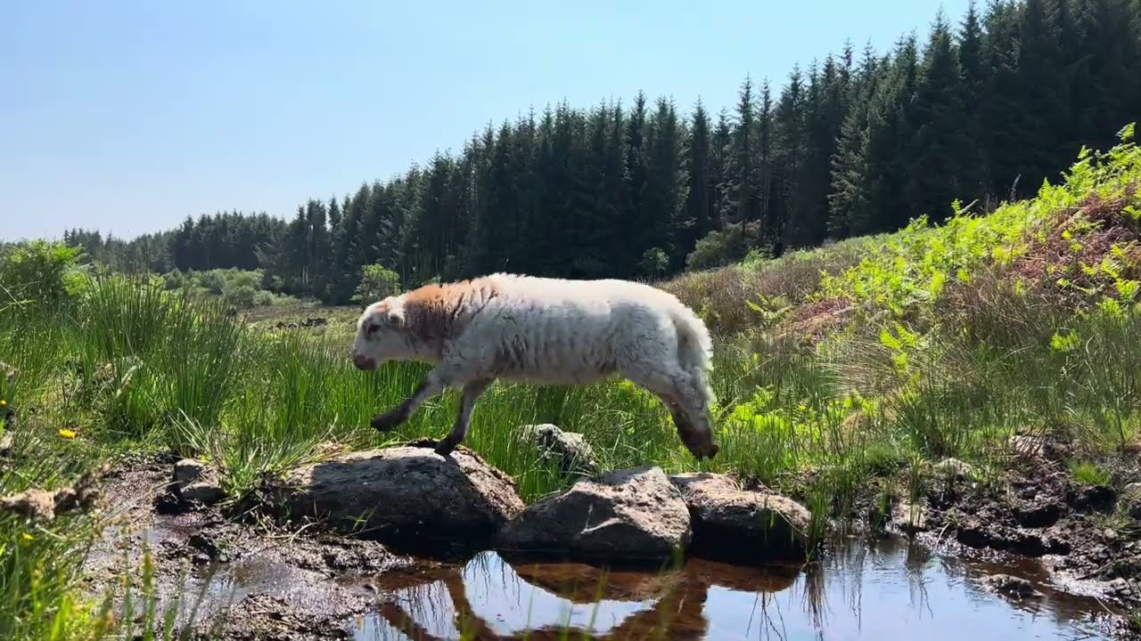 Larry The Lamb - The Journey Back Home