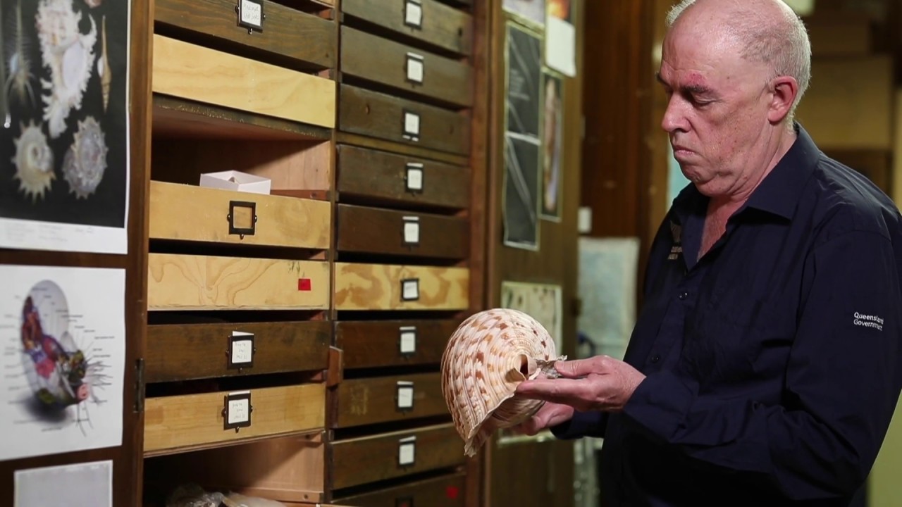 Queensland Museum Shell Collection