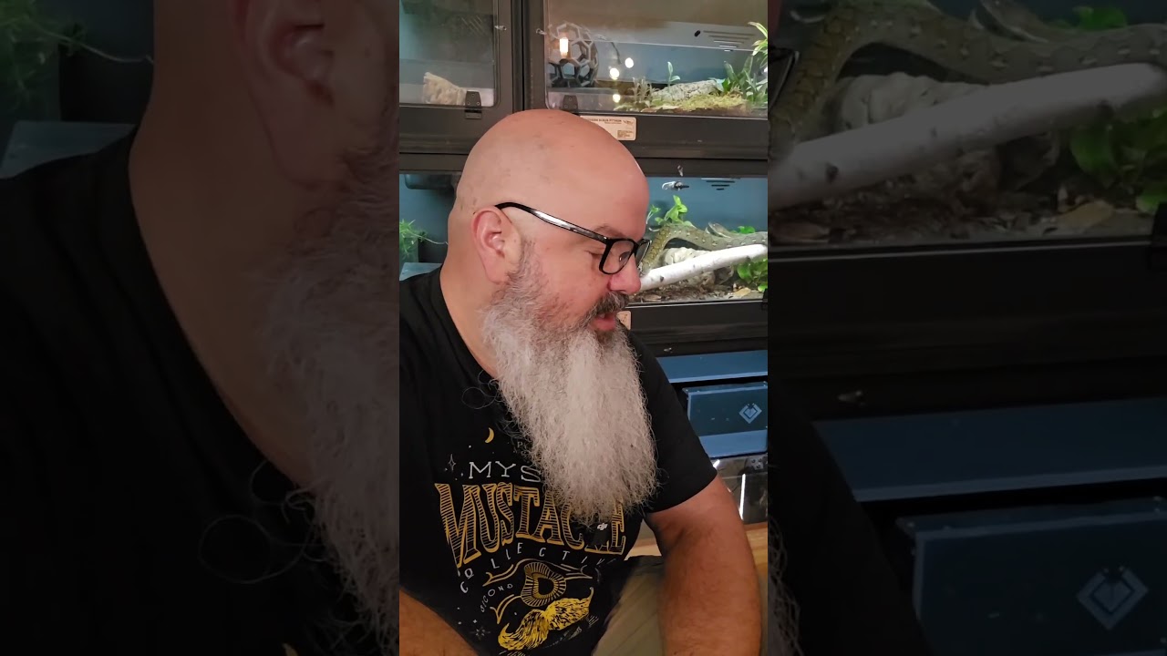 Some very interesting ball python behavior is happening in the green room today...