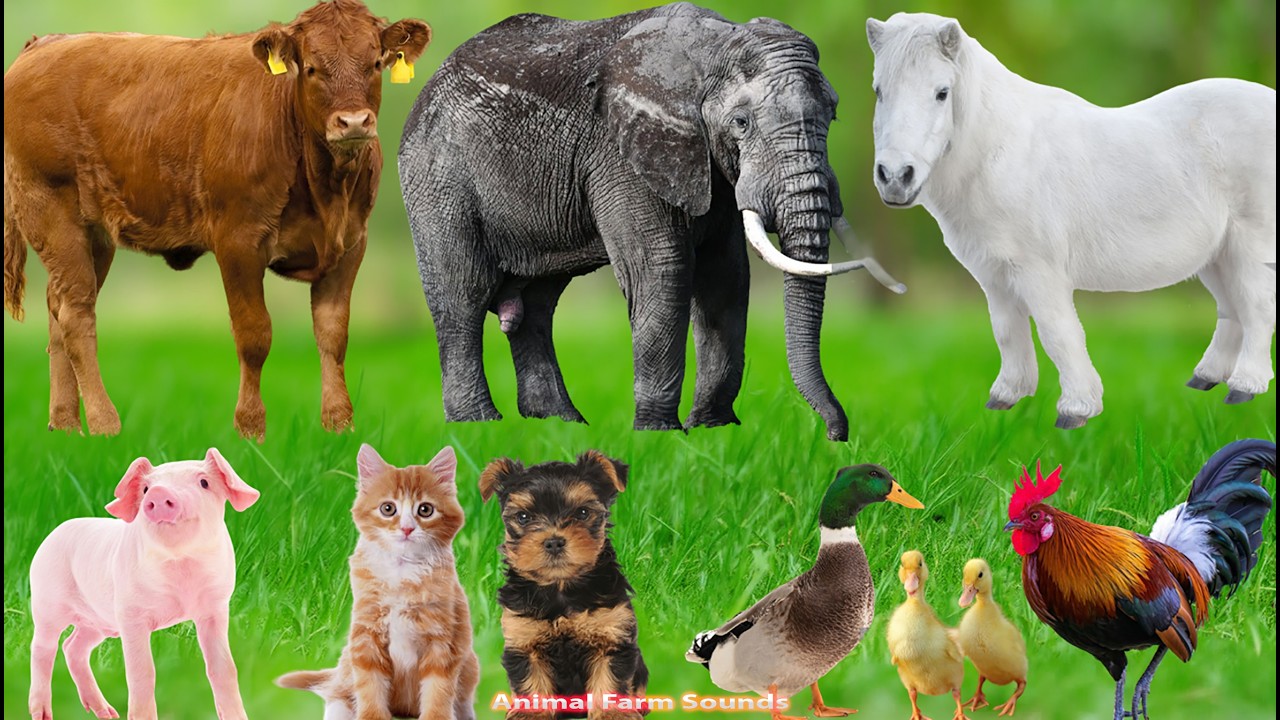 Farm Animals: Duck, Pig, Cow, Horse, Bee, Sheep, Rabbit, Cat, Dog &ndash; Animal Video