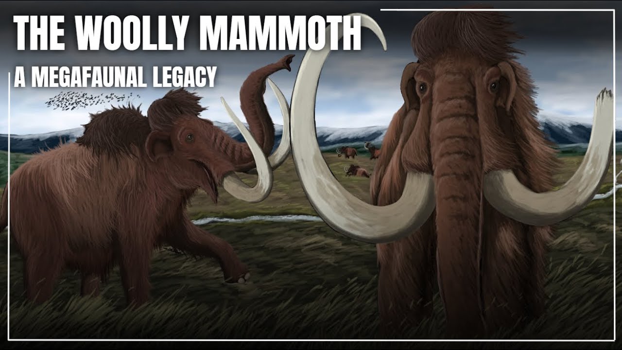 The Woolly Mammoth: A Megafaunal Legacy