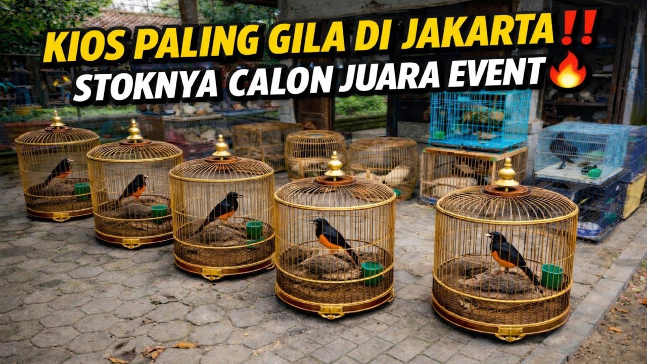 KIOS MURAI BATU PALING GILA DI JAKARTA‼️DARI MABUNGAN FIGHTER SAMPAI JUARA EVENT🔥