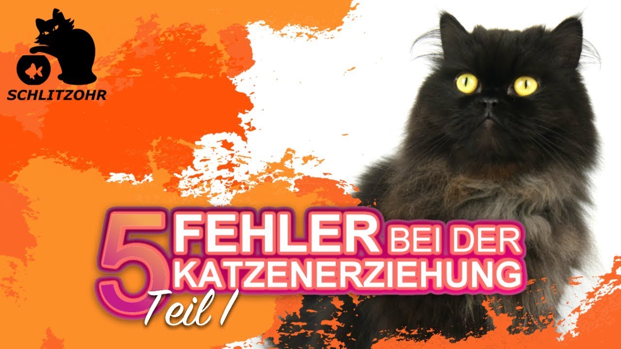 🔥5 Fehler in der Katzenerziehung | Tipps zur Erziehung von Katzen | Katze erziehen | Teil 1