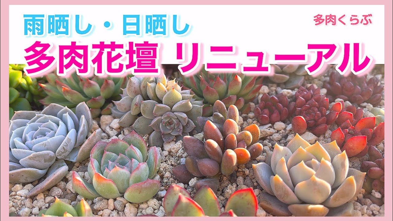 【多肉植物】多肉花壇をリニューアル/雨晒し日晒しの地植え花壇/普及種/韓国苗