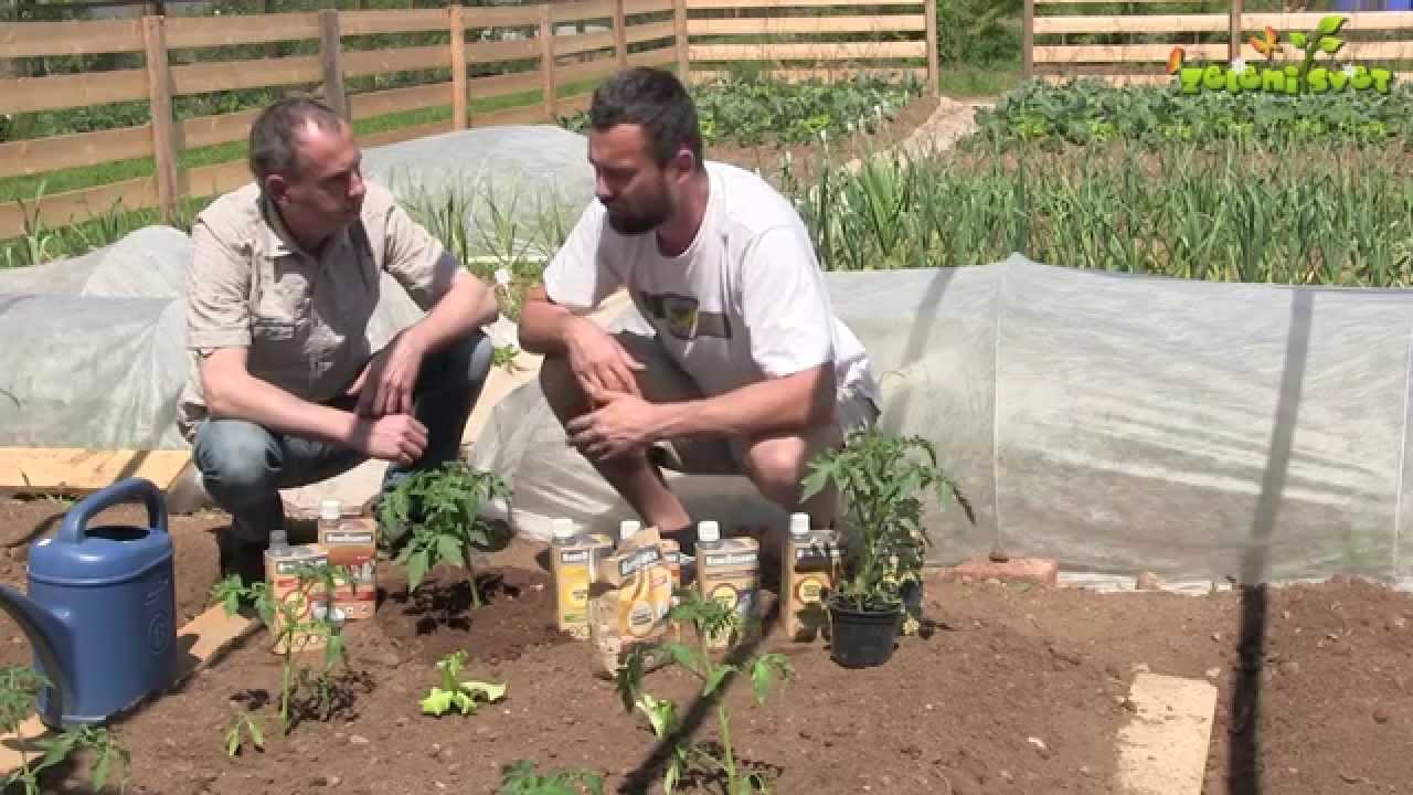 Sajenje paradižnika in varstvo rastlin