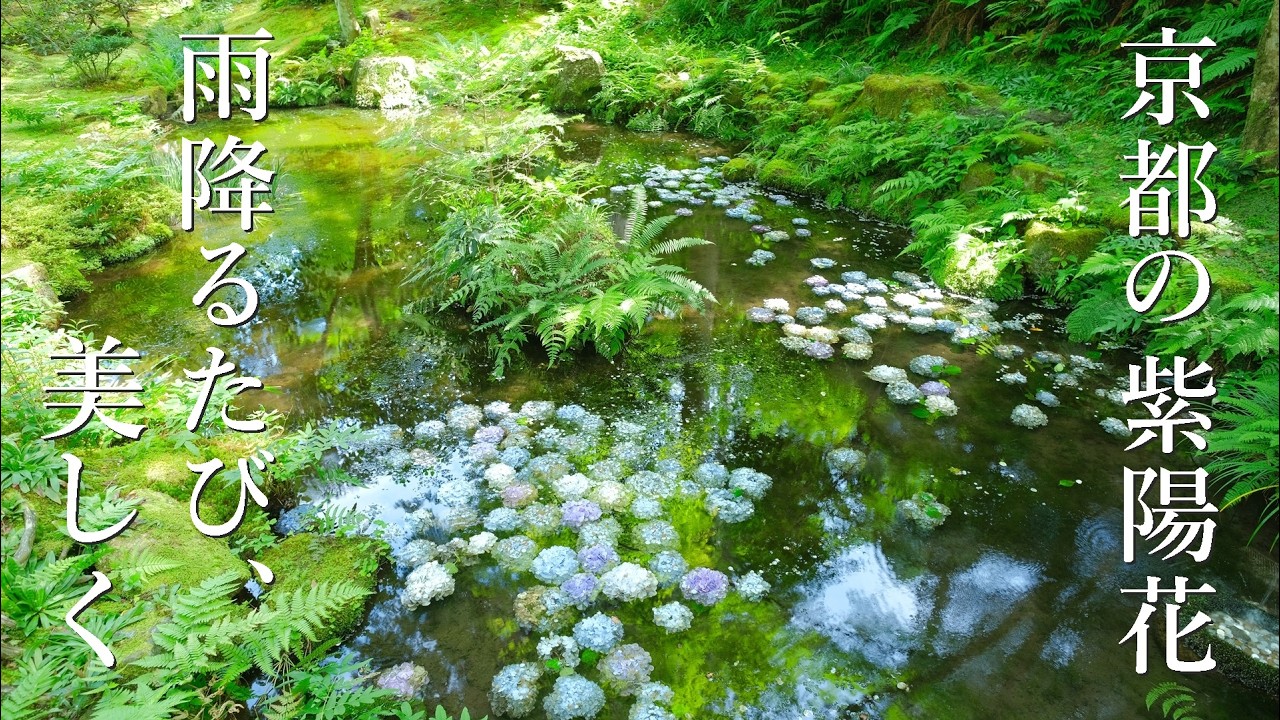 京都の紫陽花48選：見頃 /見どころ /穴場  /花手水/あじさいうかべ/アンブレラスカイ/さすてな京都/旅行  /観光 /6月/梅雨