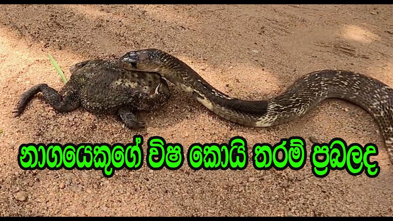 How powerful is the venom of a cobra