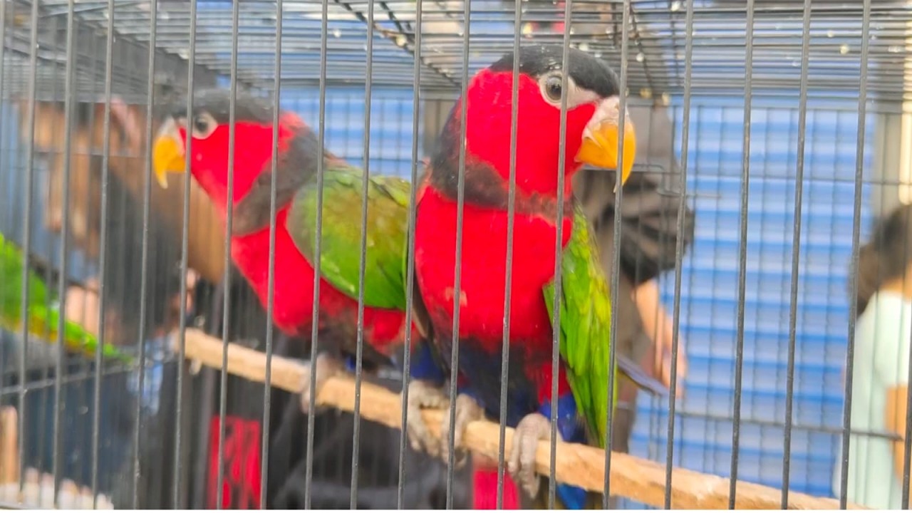 Mirpur 1 Pakhirt Hut, Love Bird, Parrot , Buzigor,Cocatel Bird,