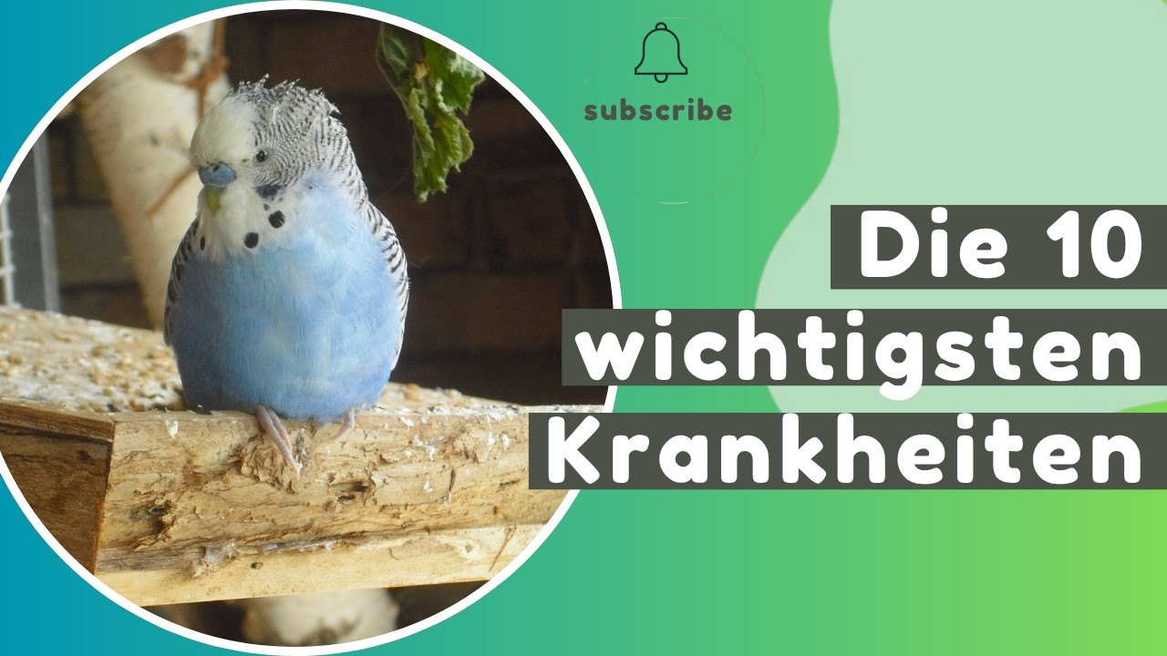 Wellensittich Krankheiten früh erkennen - Die 10 wichtigsten Krankheiten & Symptome 🚑