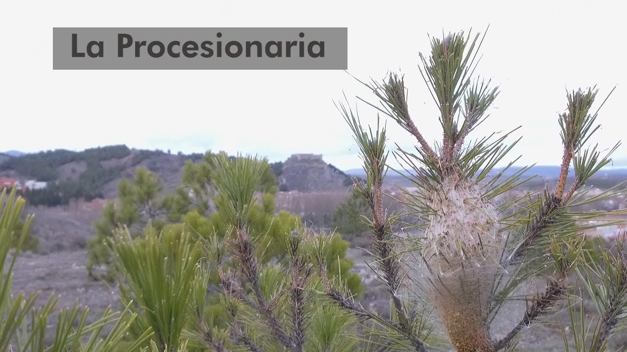 La Procesionaria. Plaga forestal y problema de salud.