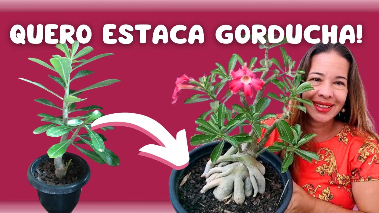 🌸 COMO ENGORDAR MUDA DE GALHO de Rosa do Deserto ✳️ por Thais Menolidi