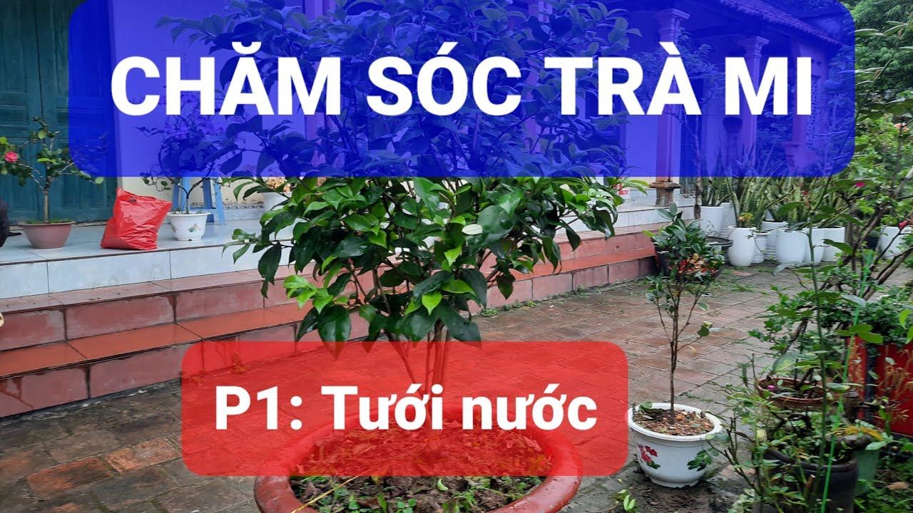 Chăm sóc hoa trà mi. Phần 1: Tưới nước
