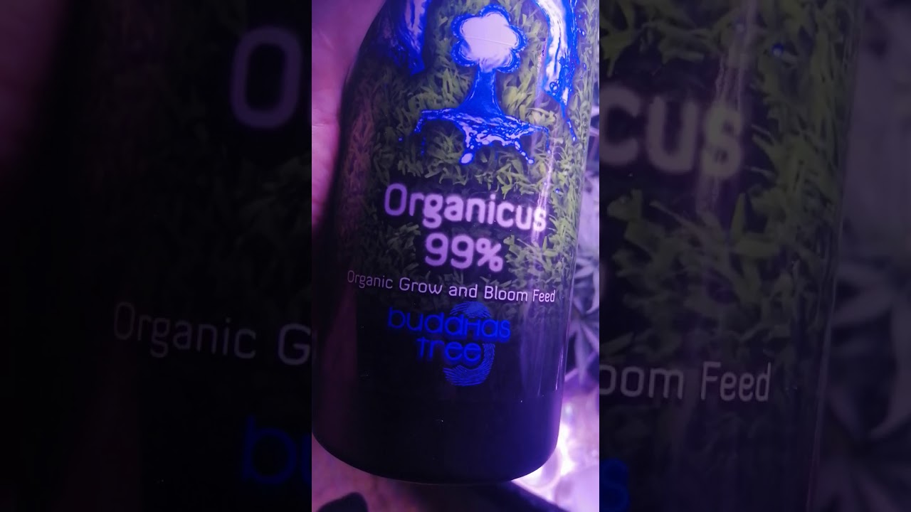Critical kush auto Nutrients 🌱🌱🌱🌱