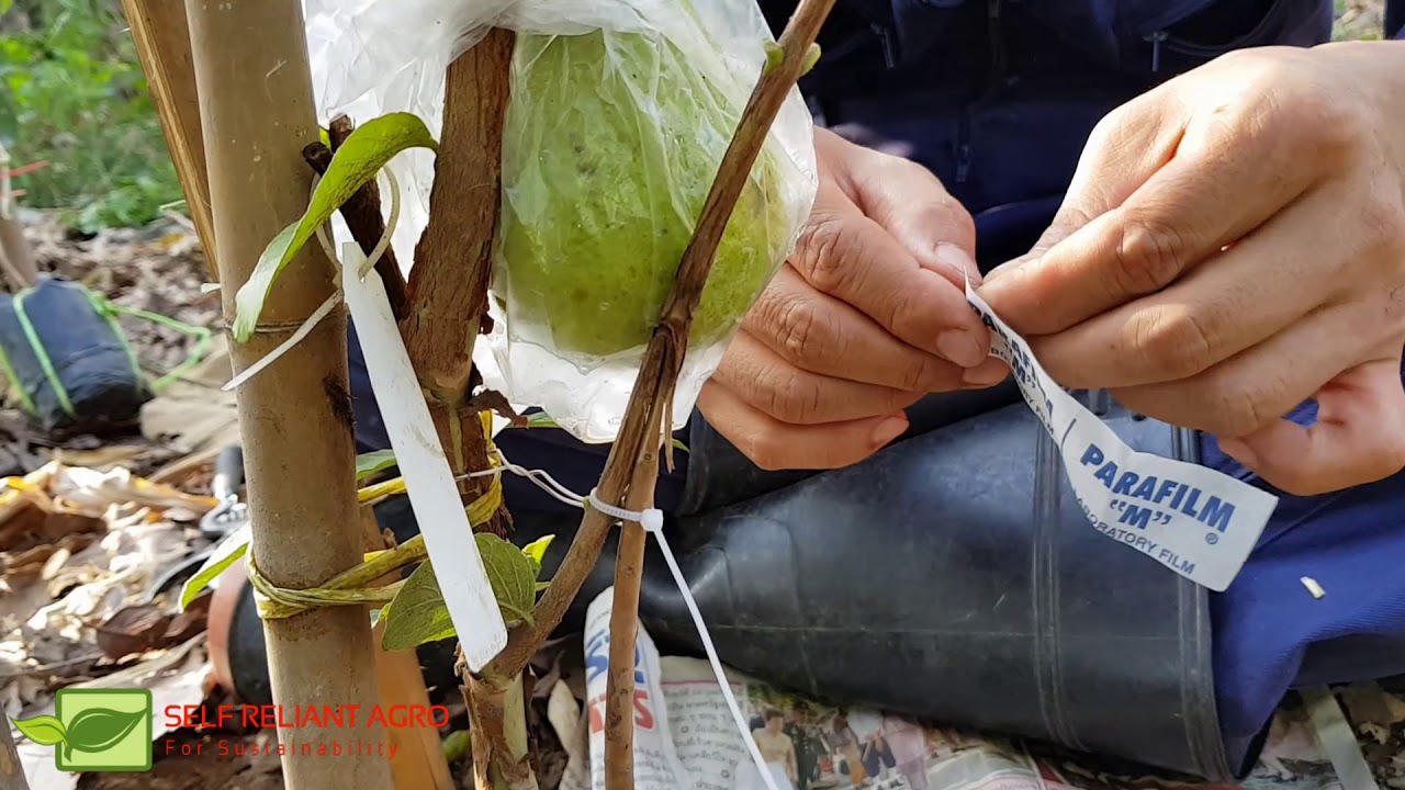 การขยายพันธุ์ฝรั่งราคาแพงให้ได้ต้นจำนวนมาก