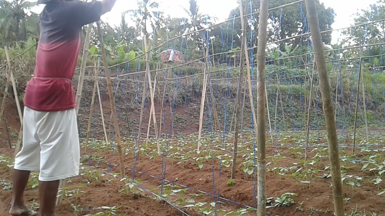 cara cepat membuat lanjaran buncis. mudah dan hemat. cara pasang tali gawer.