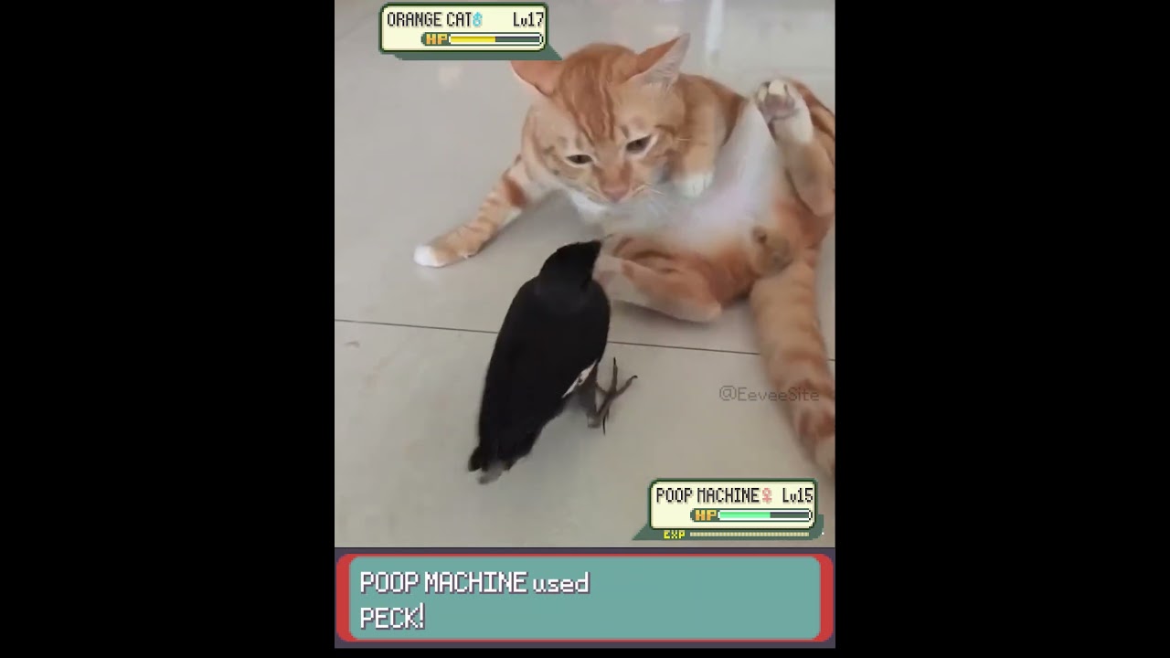 ORANGE CAT vs Evil Bird Pokemon in real life! - EeveeSite #irlpokemon #funnyanimals #birds #cat