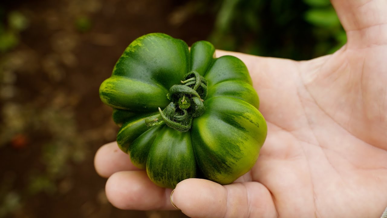 Marinda, il pomodoro costoluto di Pachino dal gusto senza tempo