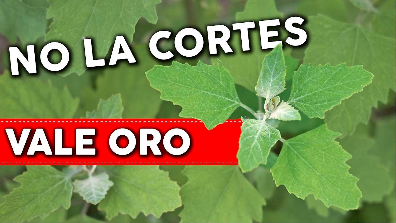 Las 6 MALEZAS MÁS NUTRITIVAS que crecen AHORA en tu Jardín y en tus Macetas. NO LAS CORTES