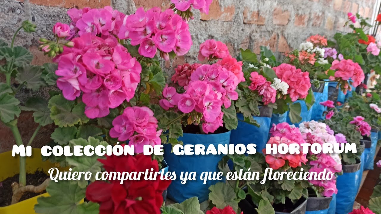 mi colección de geranios hortorum o geranios pequeños