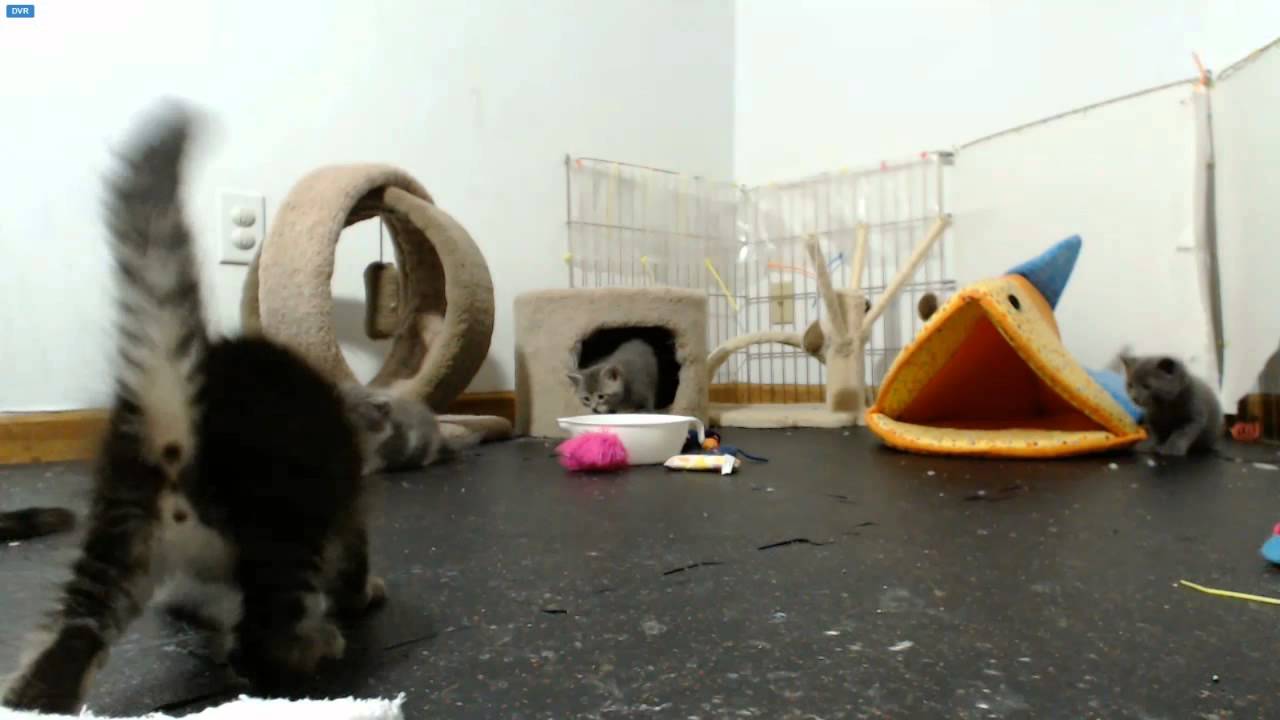 AI Kittens - Hal's mousie pounce