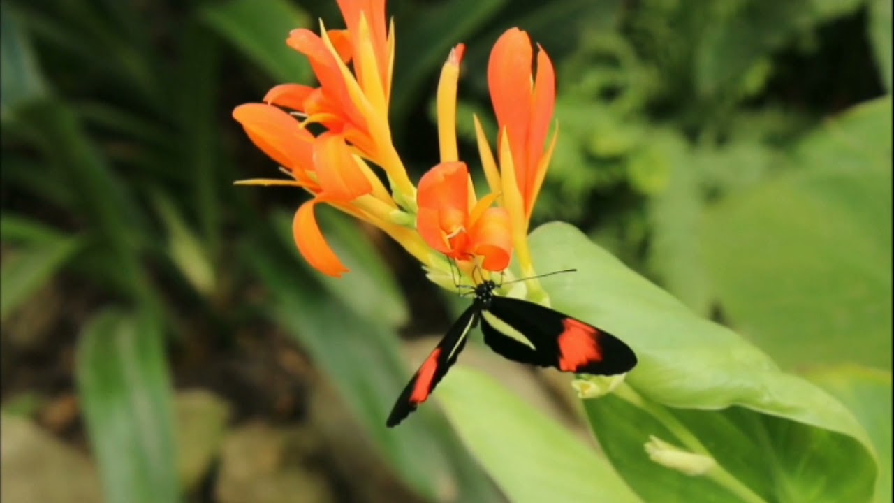 Meditation Music Video Nuture At It's Best, Meditation For Sleep, Meditation For Positive Energy