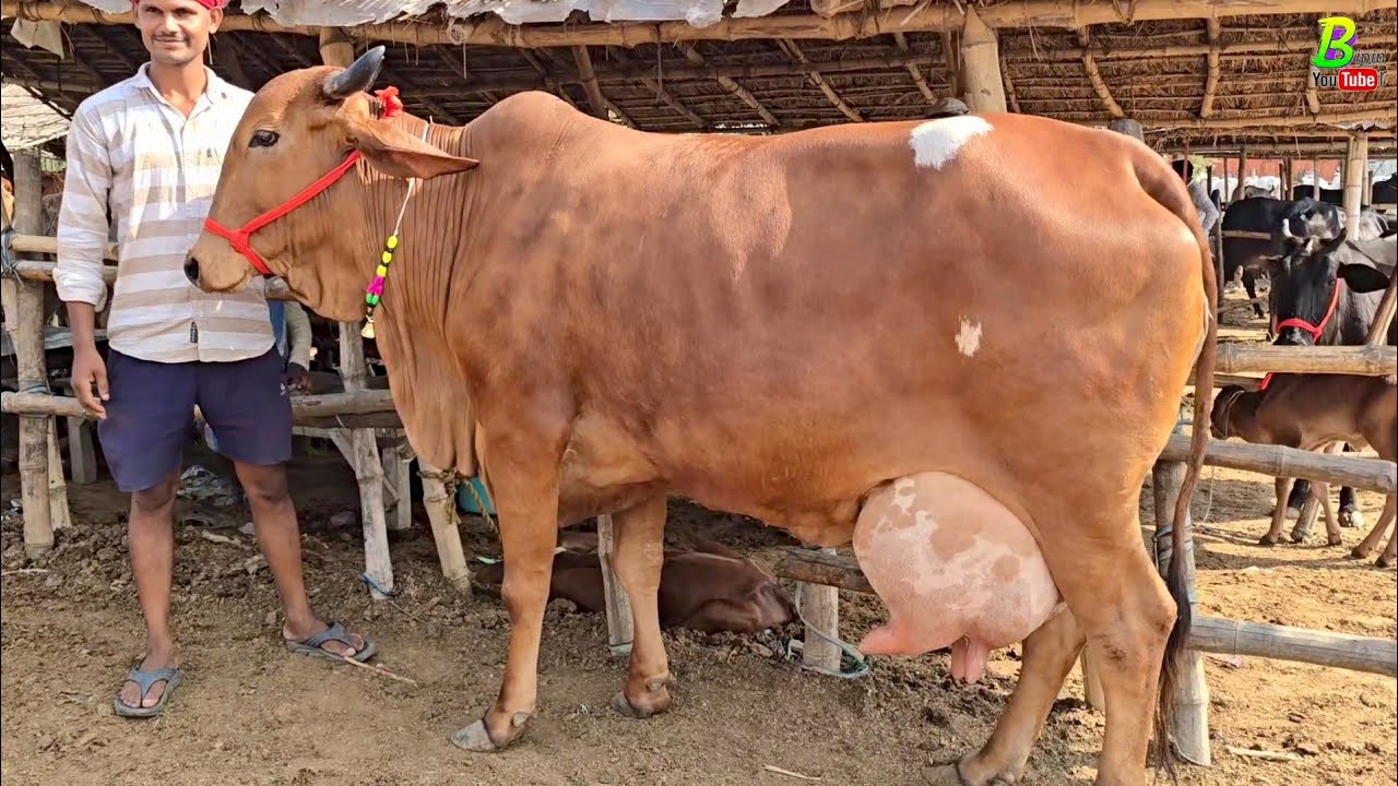 #बिहार में सबसे अच्छी देसी गाय की एक मात्र मेला मंडी | Chausa Pashu Mandi 2025 #desicow  | Cow's