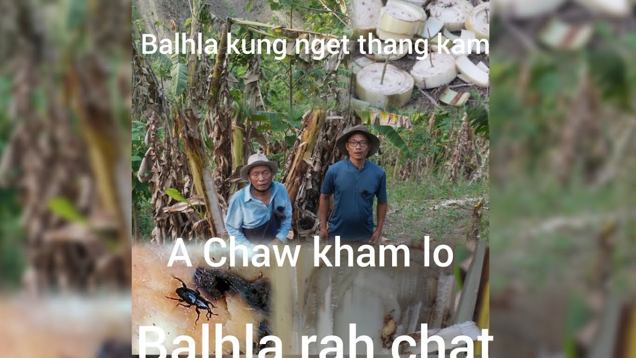 Balhla kung nget,a chaw kham lo,a rah chât enkawl dan