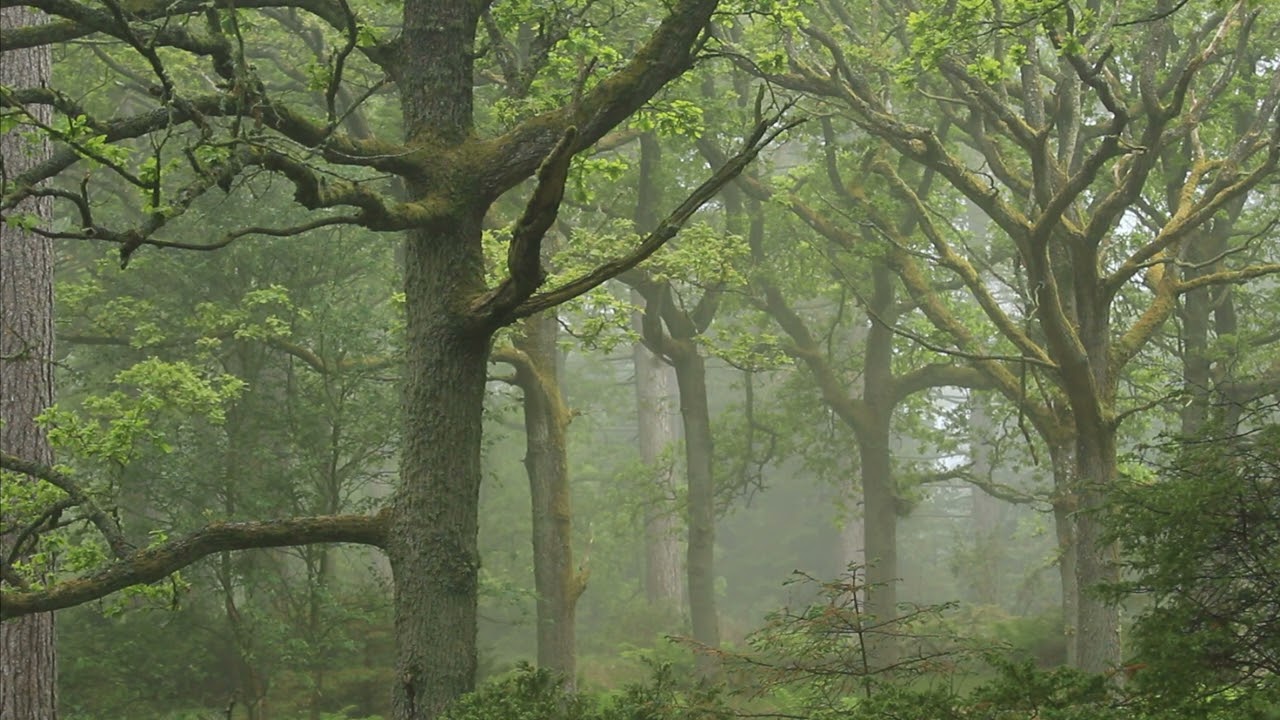 Mysterious forest
