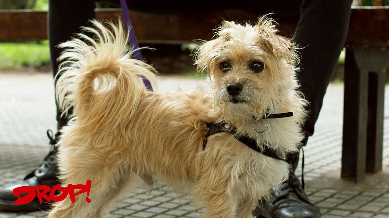 Joaqu&iacute;n Plada - Cabito (Video Oficial)