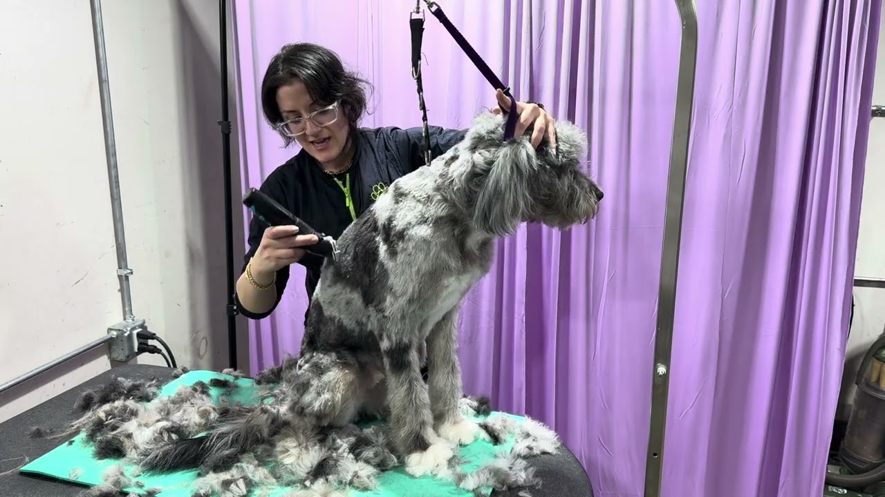 Quick and easy AUSSIEDOODLE haircut #doggrooming #goodvibesdoggrooming