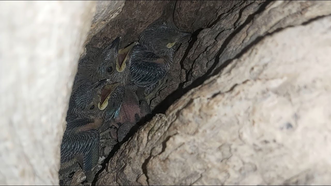 Indian Roller Baby Chicks In The Nest Neel Kanth K Bache Coracias benghalensis नील कंठ