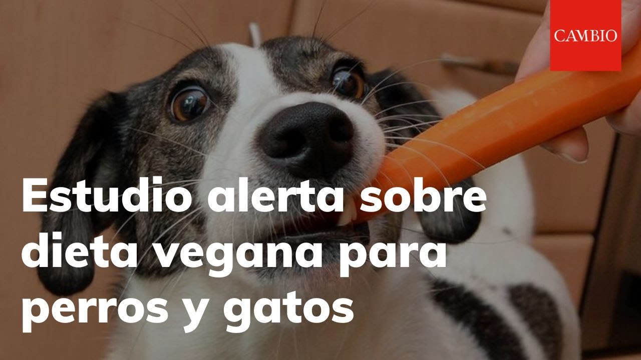 Estudio alerta sobre la implementación de una dieta vegana para perros y gatos| 𝐂𝐀𝐌𝐁𝐈𝐎