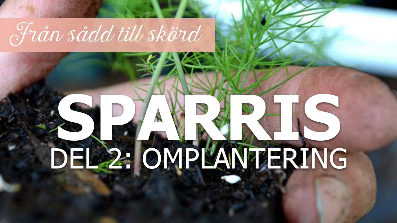 Sparris från sådd till skörd – Del 2: Omplantering