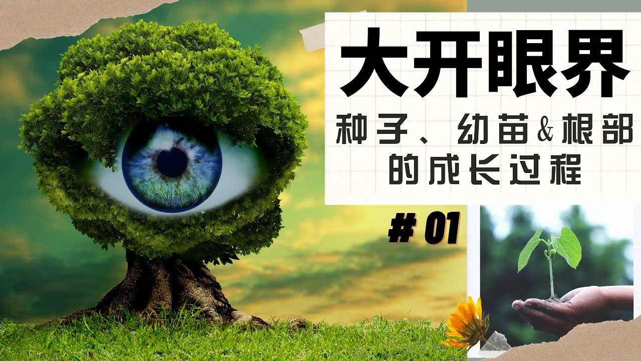 【大开眼界 #01】| 【植物种子、幼苗&根部的成长过程】| TSLAU