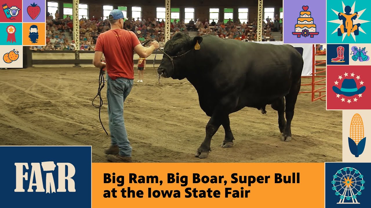 Big Ram, Big Boar, Super Bull at the Iowa State Fair – Fair 2025