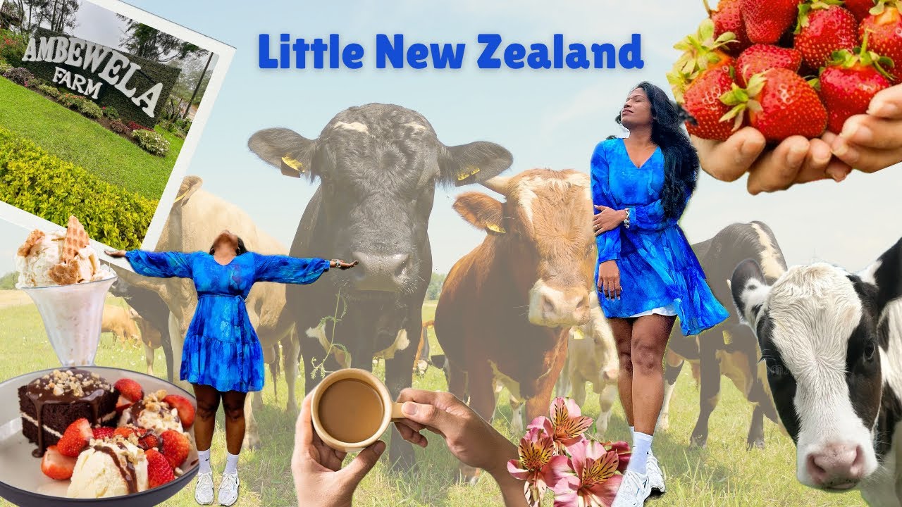 Ambewela farm | Sri Lankaலயே Biggest Dairy farm? | Jagro Strawberry 🍓 | NuwaraEliya Travel places
