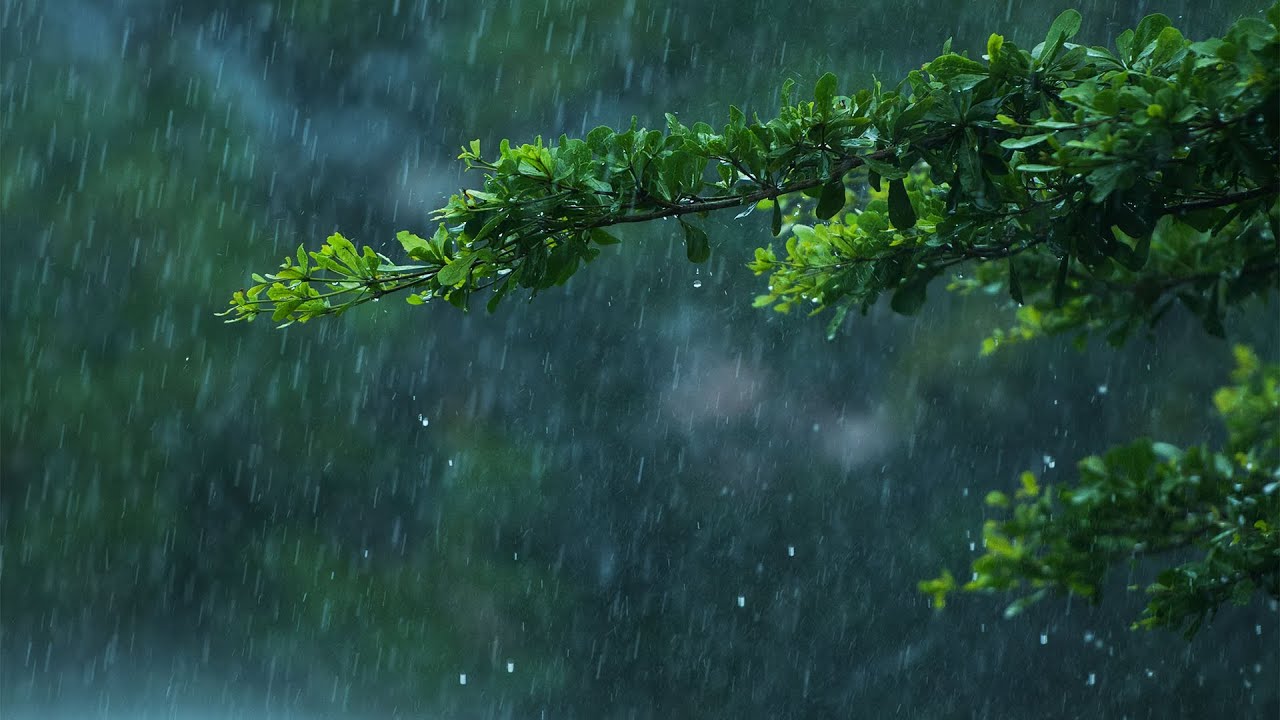 Dream with Rainforest Sounds for Sleeping | Help Study, PTSD, Insomnia and Tinnitus