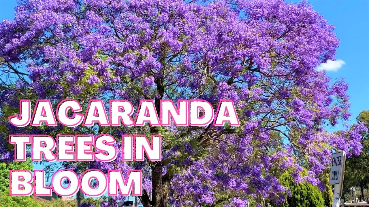 Stunning JACARANDA TREES in BLOOM 💜