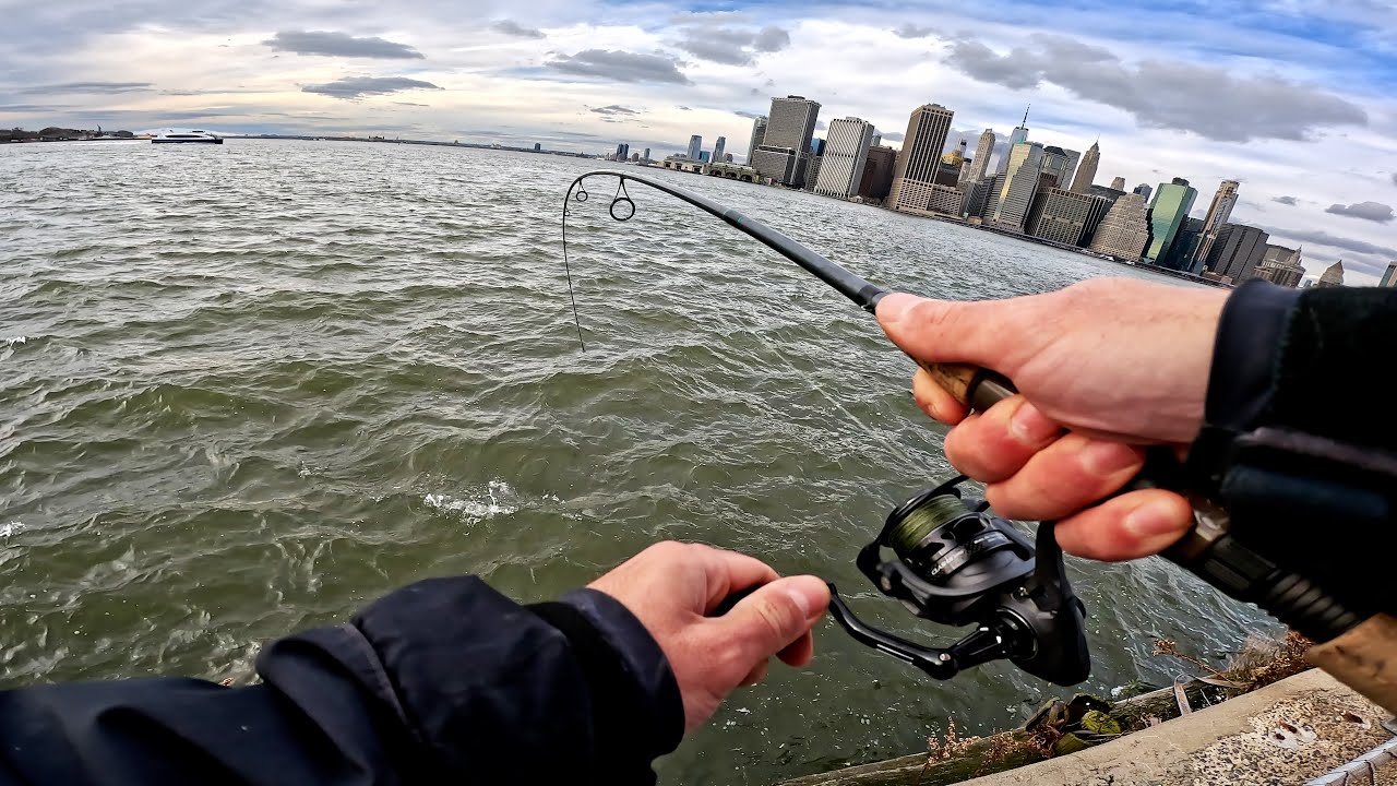 Tautog | Striped Bass Pier Fishing Crab Bait | NYC