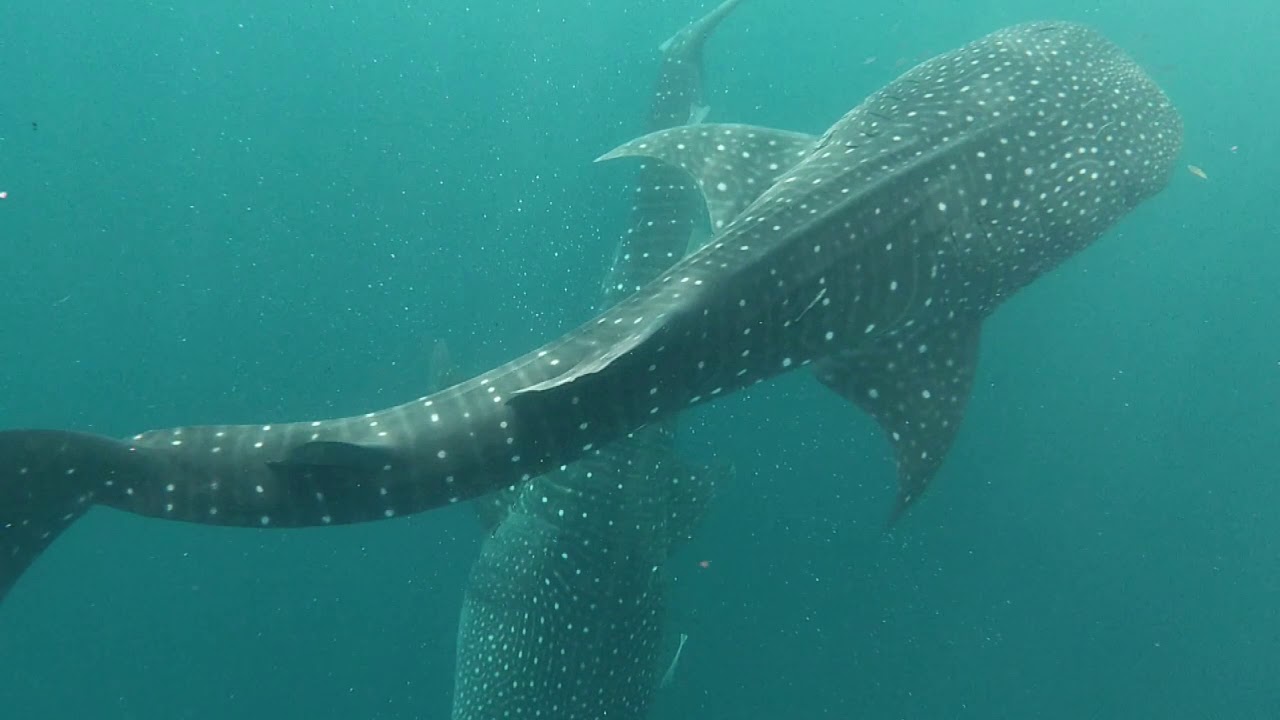 Whale Sharks of Papua