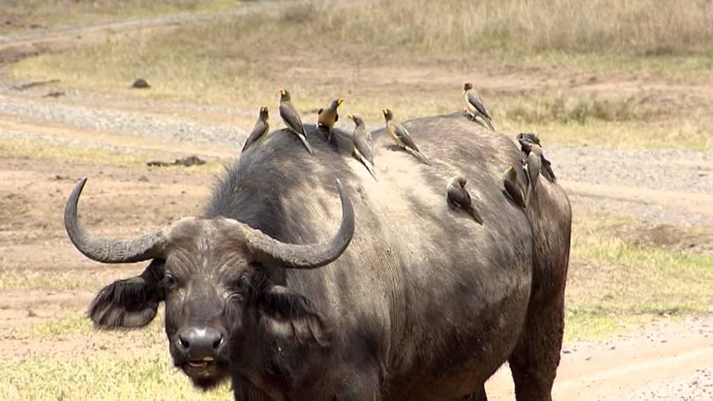 Symbiosis; Buffalo & Oxpeckers