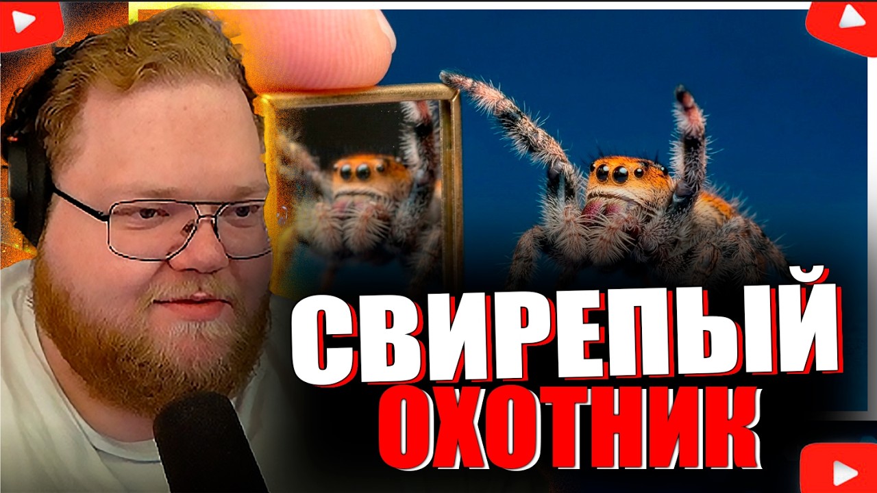 T2X2 СМОТРИТ - ЧТО БУДЕТ ЕСЛИ ПОКАЗАТЬ ЗЕРКАЛО САМОМУ УМНОМУ ПАУКУ В МИРЕ