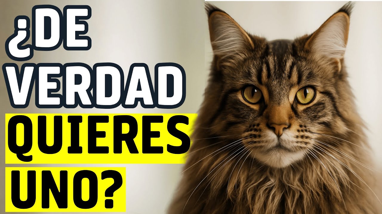 No Tengas un MAINE COON Sin Ver Esto Antes (la cruda realidad)