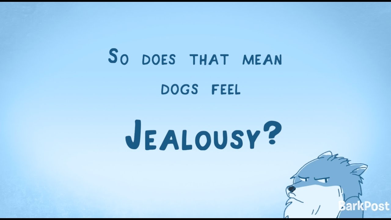Do Dogs Get Jealous? | INSIDE A DOG'S BRAIN