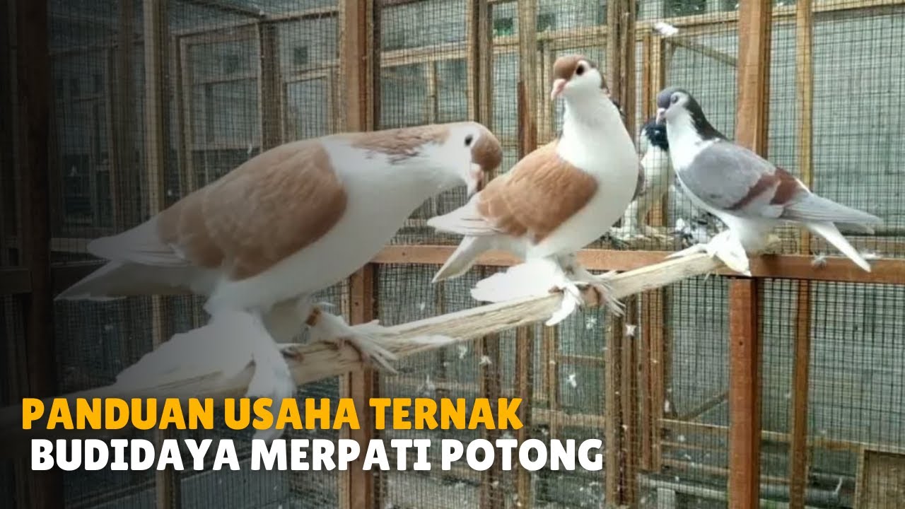 PANDUAN USAHA TERNAK BUDIDAYA MERPATI POTONG PASTI UNTUNG
