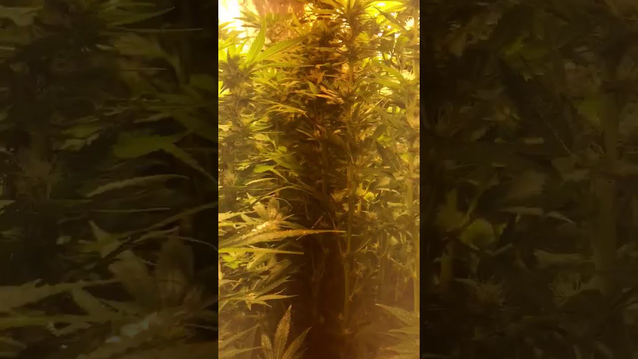 Special kush flowering