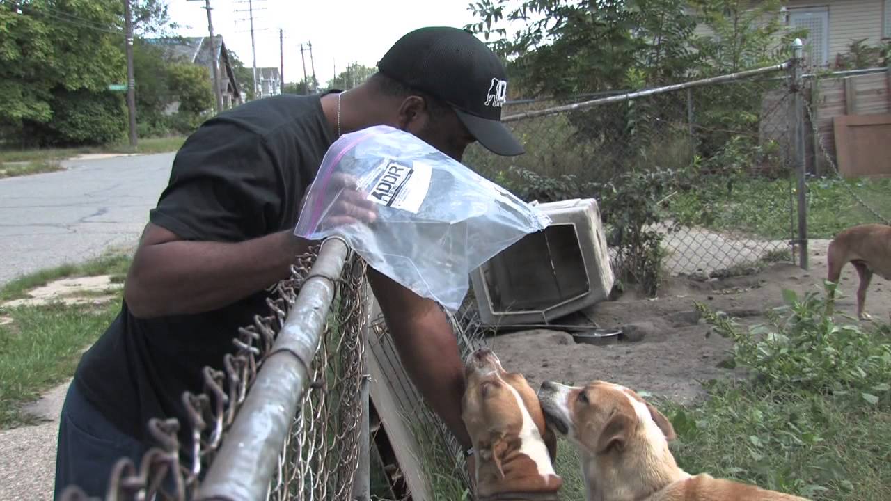 Detroit Dog Rescue