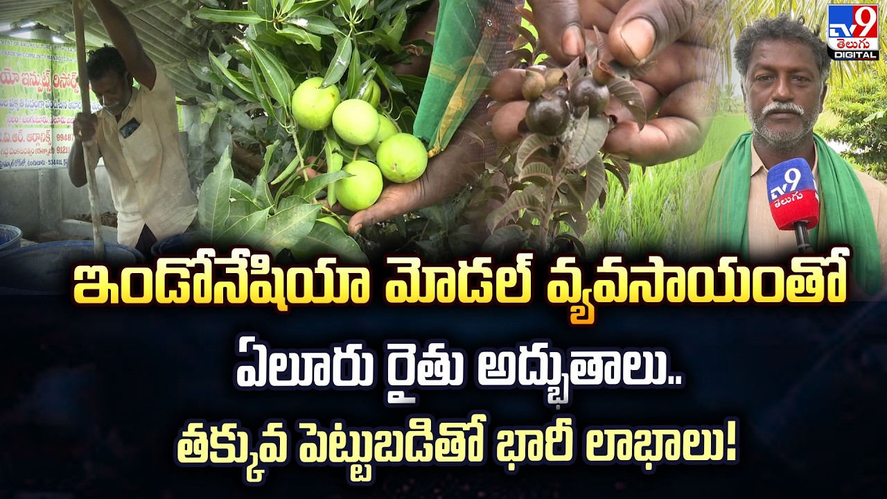 Eluru farmer's miracles with Indonesian model agriculture.. Huge profits with low investment! - TV9