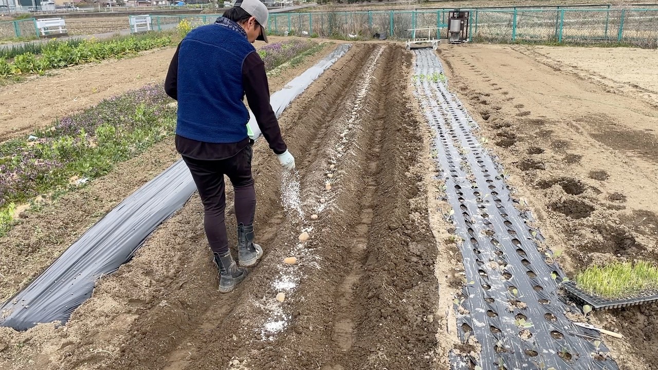 【ジャガイモ植付け】黒マルチやるならこの肥料が相性いい